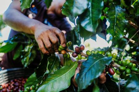 coltivazione-della-pianta-di-caffè-tutto-quello-che-devi-sapere